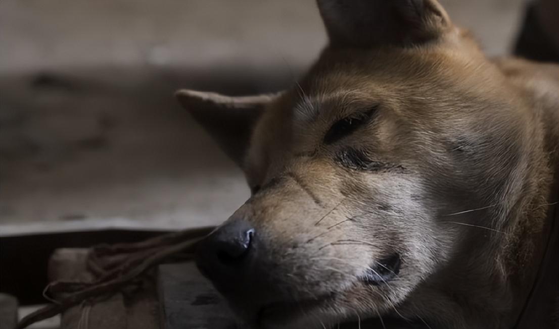 最新上映关于狗的电影，忠犬八公，温情与忠诚的感人故事