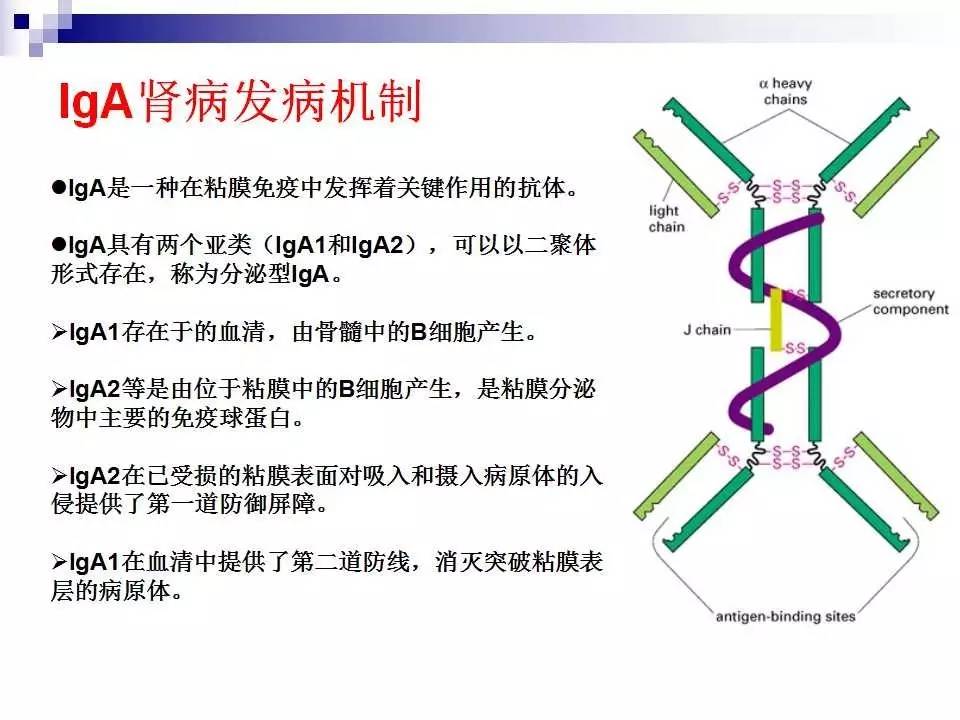 治疗IgA肾病最新药物，希望之光